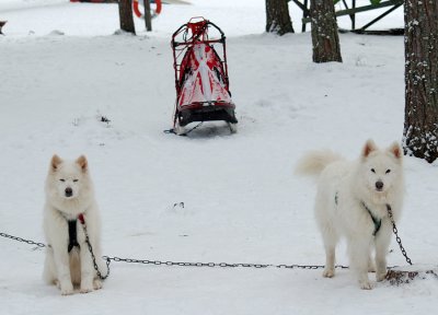 mille taiga and a sled.jpg