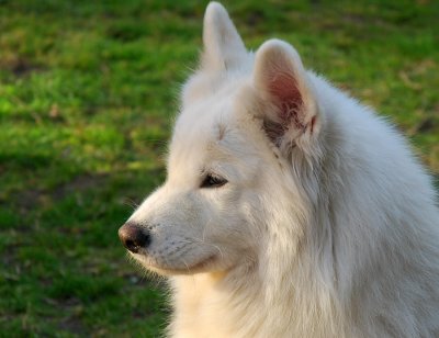 taiga is enjoying the evening sun.jpg