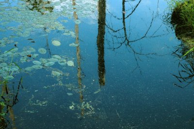 Pond painting!