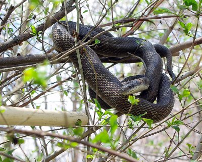 A snake in our Hedge top.JPG