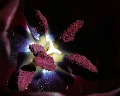 Deep Space in a Tulip