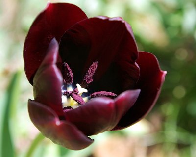 Heart of a Tulip for Susy.JPG