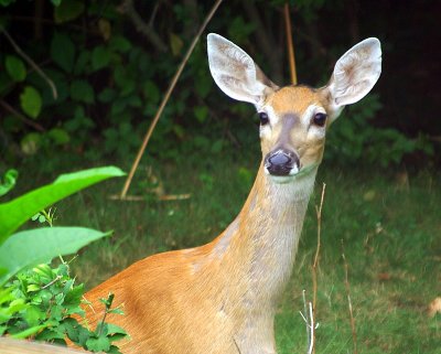 Morning Visitor 2.JPG