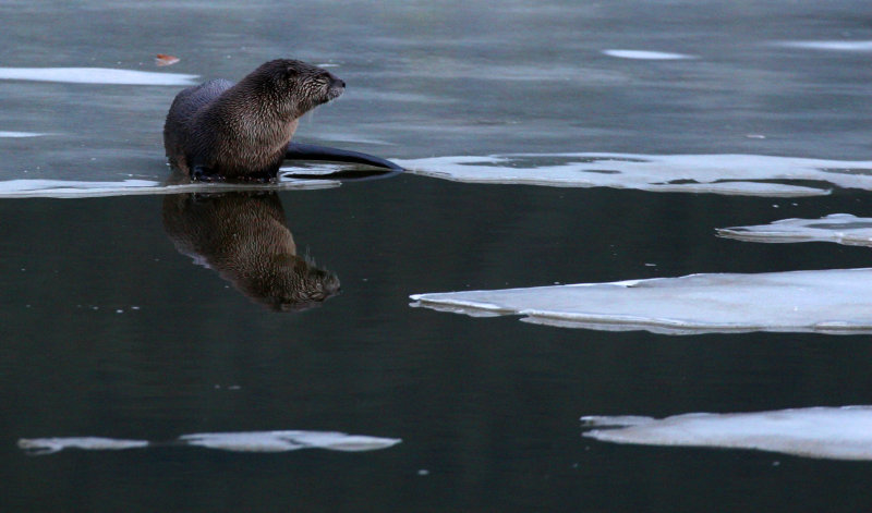 otter Jan 3 2007