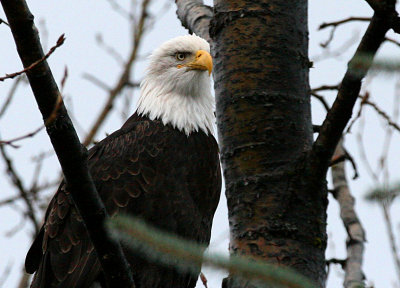 eagle Jan 4 2007