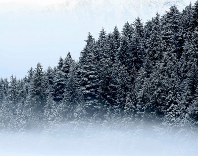 Auke lake trees and fog  Jan 17
