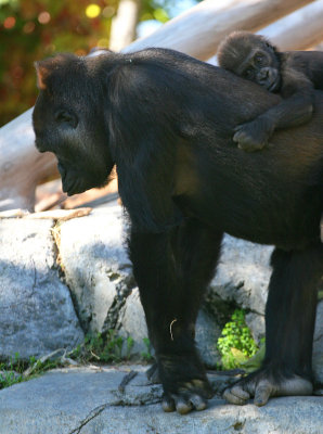 sd zoo   Feb 25