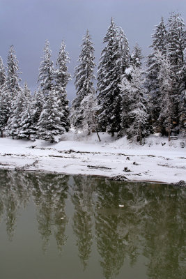 Trees along the Mendenhall river.  Mar 17