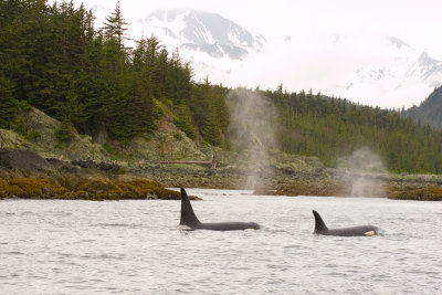 Orcas cruising June 12