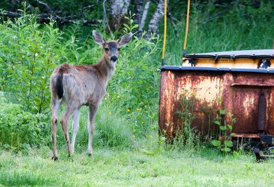 deer in the morning_June 29
