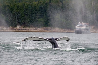whale watching boat 2 800.jpg