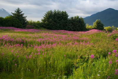 Fire weed in bloom July 27
