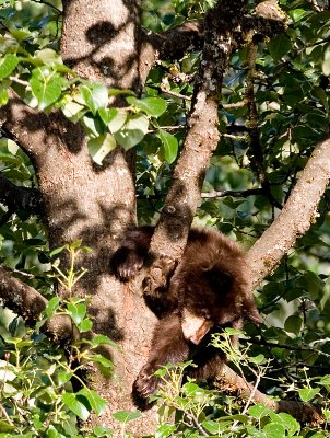 Cub in tree August 8