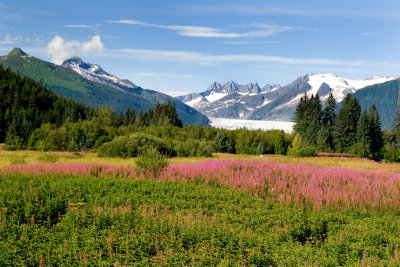 towers and fireweed August 10