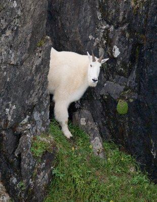Goat in the rock_August 11