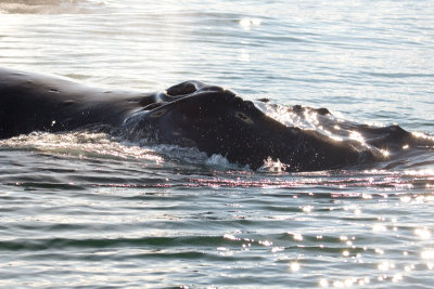 Whale blow hole August 29