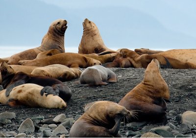 sea lions on North Island September 13
