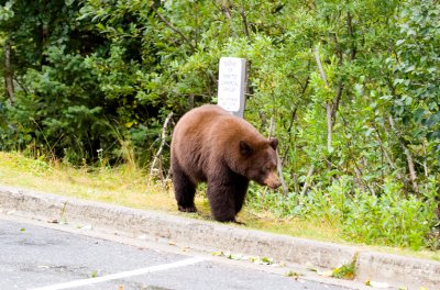 Bear in the lot  September 15