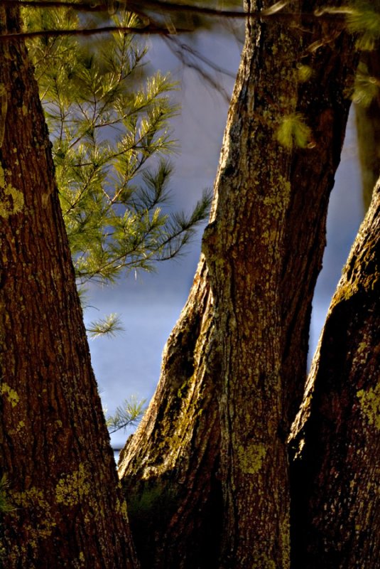 Trees at Waters Edge