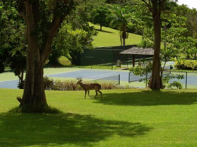 Deer Friend.