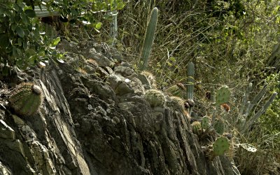 Cacti in the Rocks