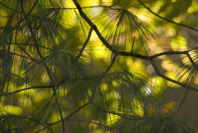 Pine and Sugar Maple