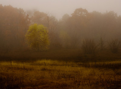 Foggy Field