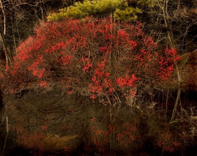 Red Berries and Pine