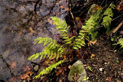 Ferns at Waters Edge