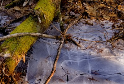 Mossy Log Over Ice