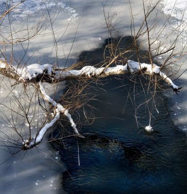 Branch Over a Frozen Stream