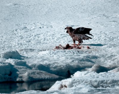 Red Tail's Meal on the Reach