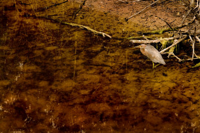 Heron Habitat