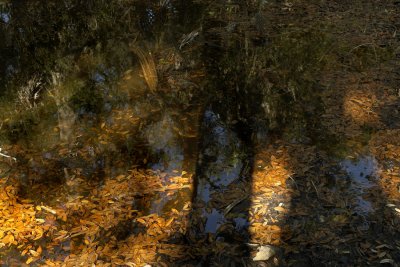 Leaves and Shadows on Fresh Water Pond