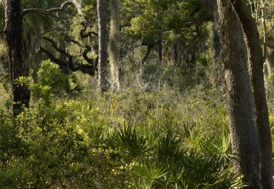 Spanish Moss