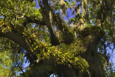 Tree Growth