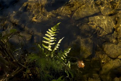 Fern at Water's Edge