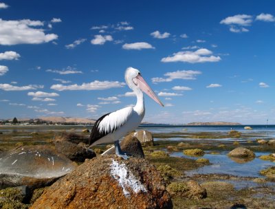 Victor Harbour