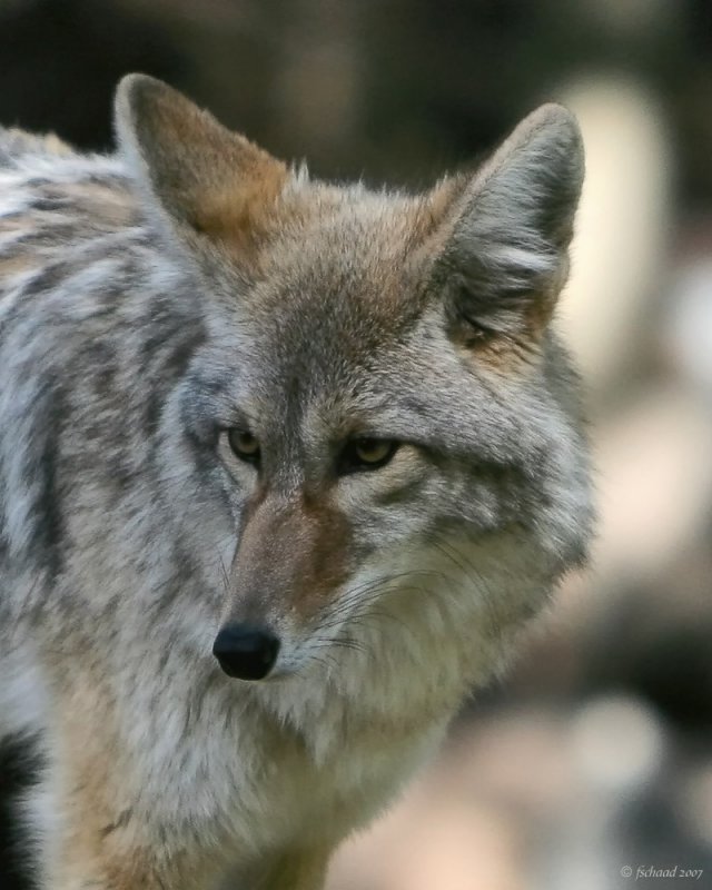 Not-so-Wily Coyote