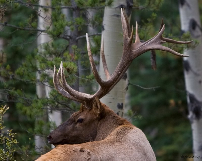 Bull Elk II