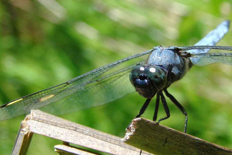 spangled skimmer ks-622 016.jpg