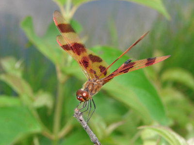 halloween pennant ks-703 036.jpg