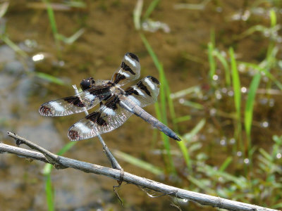 twelve-spotted skimmer ks-802 005.jpg