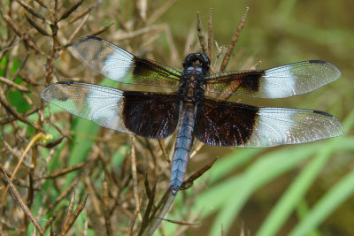 widow skimmer ks-802 041.jpg