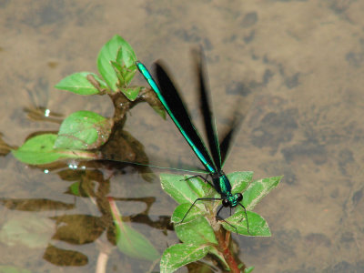 ebony jewelwing ks-807 046.jpg