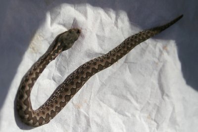 Aiiiiiiiiiiiiiiiiii, uma cobra. A Proposito ser que pagou?