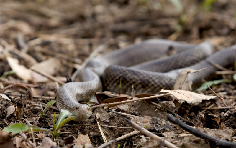 Prairie Kingsnake