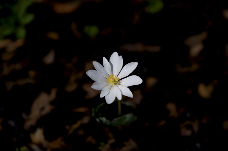 Bloodroot
