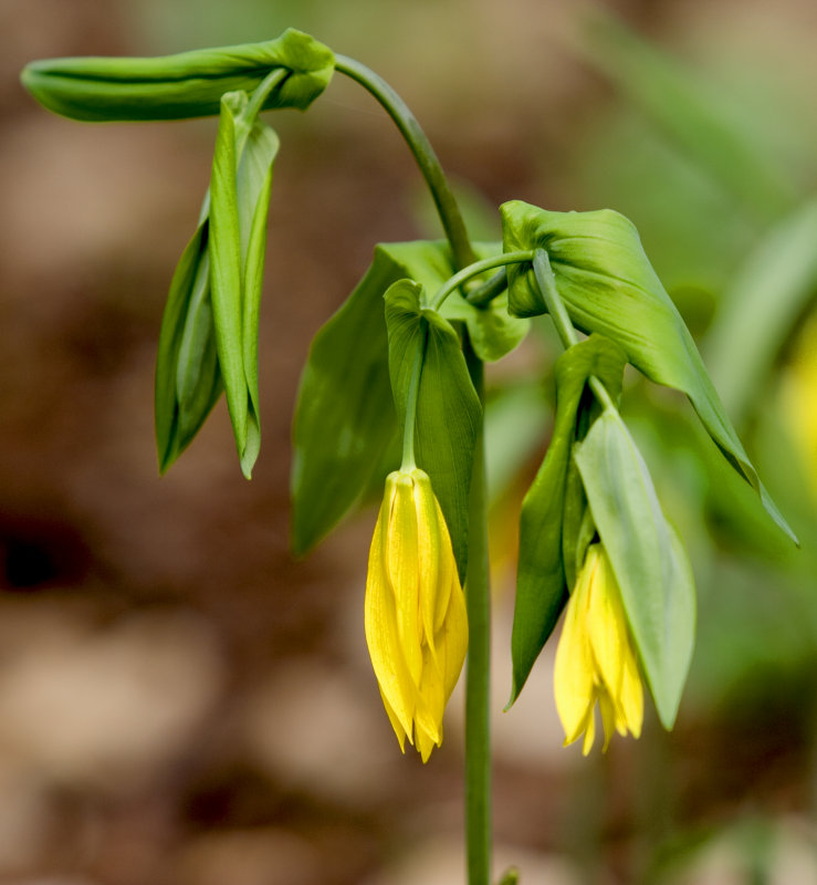 Large Bellwort