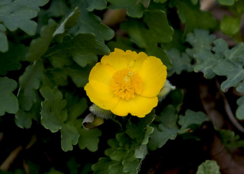 Celandine Poppy